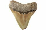 Serrated, Fossil Megalodon Tooth - North Carolina #235445-1
